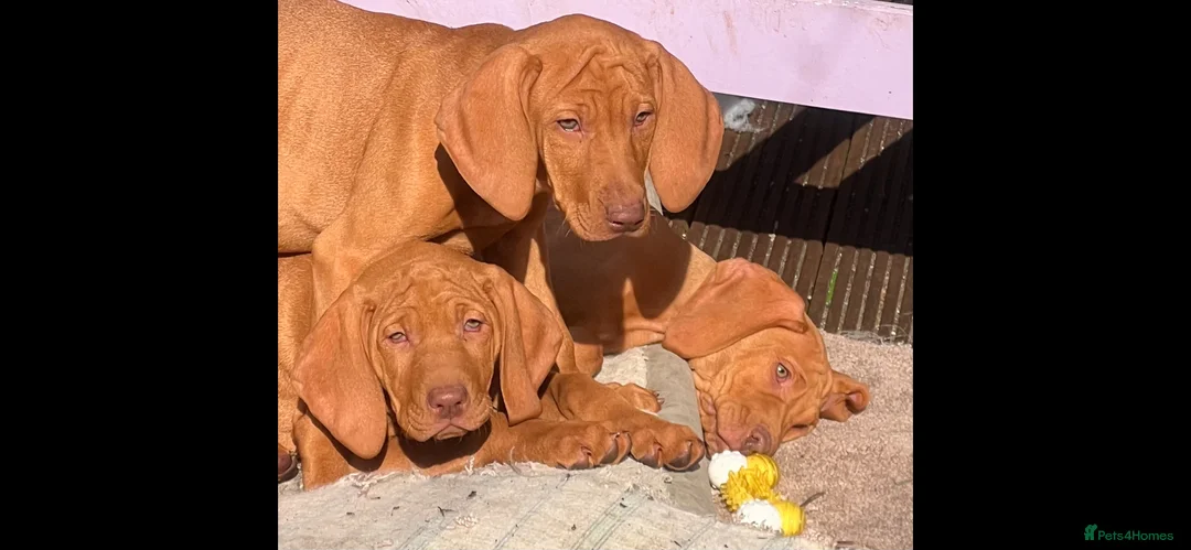 Hungarian Vizsla dogs for sale: Pedigree Hungarian Vizsla’s !! 🐶🐶 - Advert 2