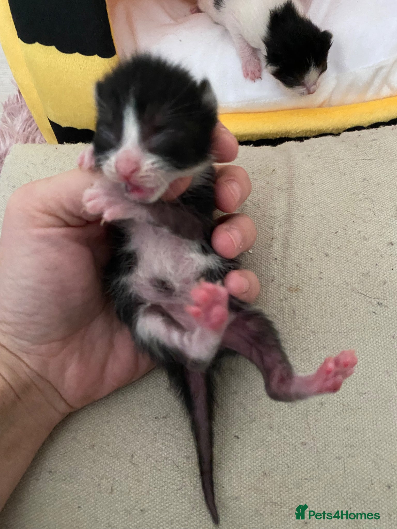 Mixed Breed cats for sale: 6 beautiful kittens - Advert 8