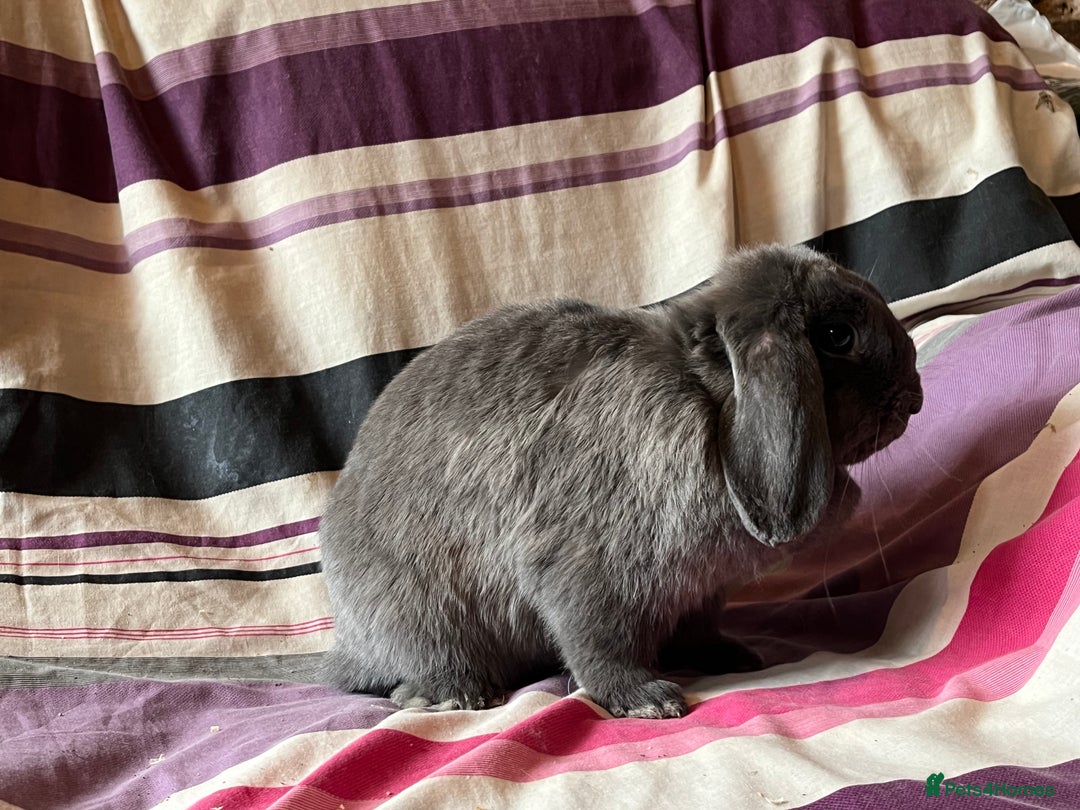 Mini Lop rabbits for sale: One pure mini lop female rabbit - Advert 5