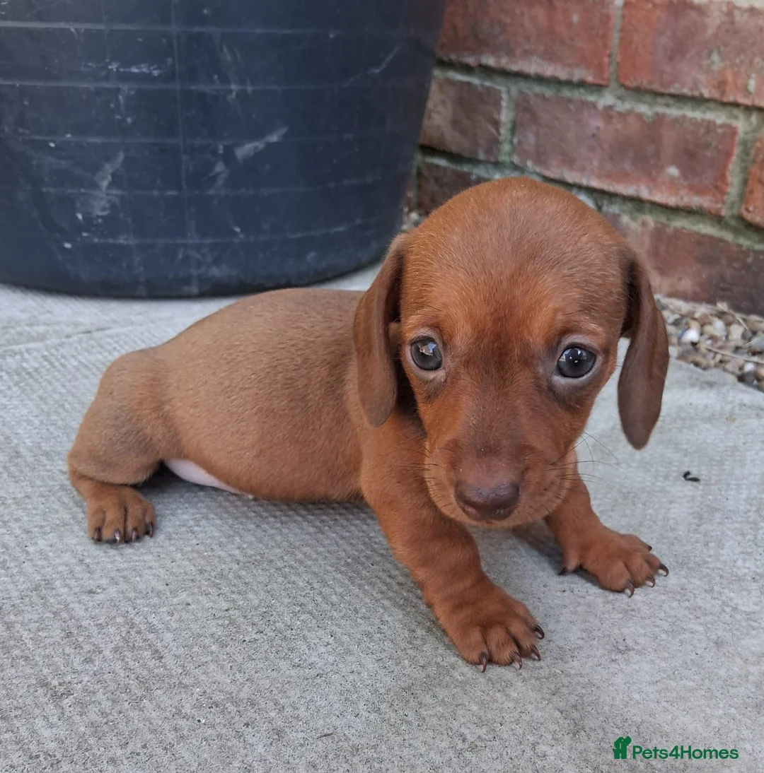 Miniature Dachshund dogs for sale: Miniature dachshund puppies  in Louth - Advert 2