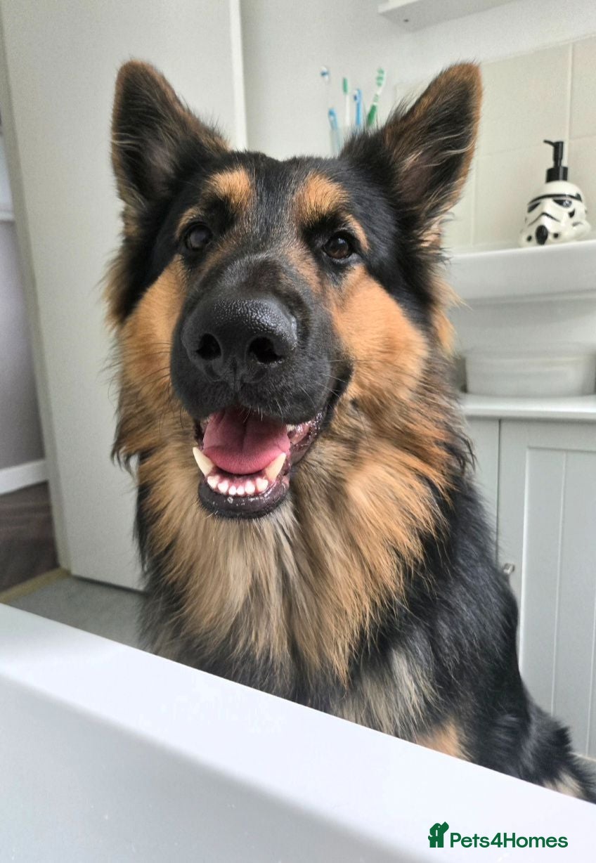 German Shepherd dogs Axel, German Shepherd🐾 - Advert 1
