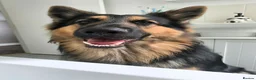 German Shepherd dogs for stud: Axel, German Shepherd🐾 - Advert 1