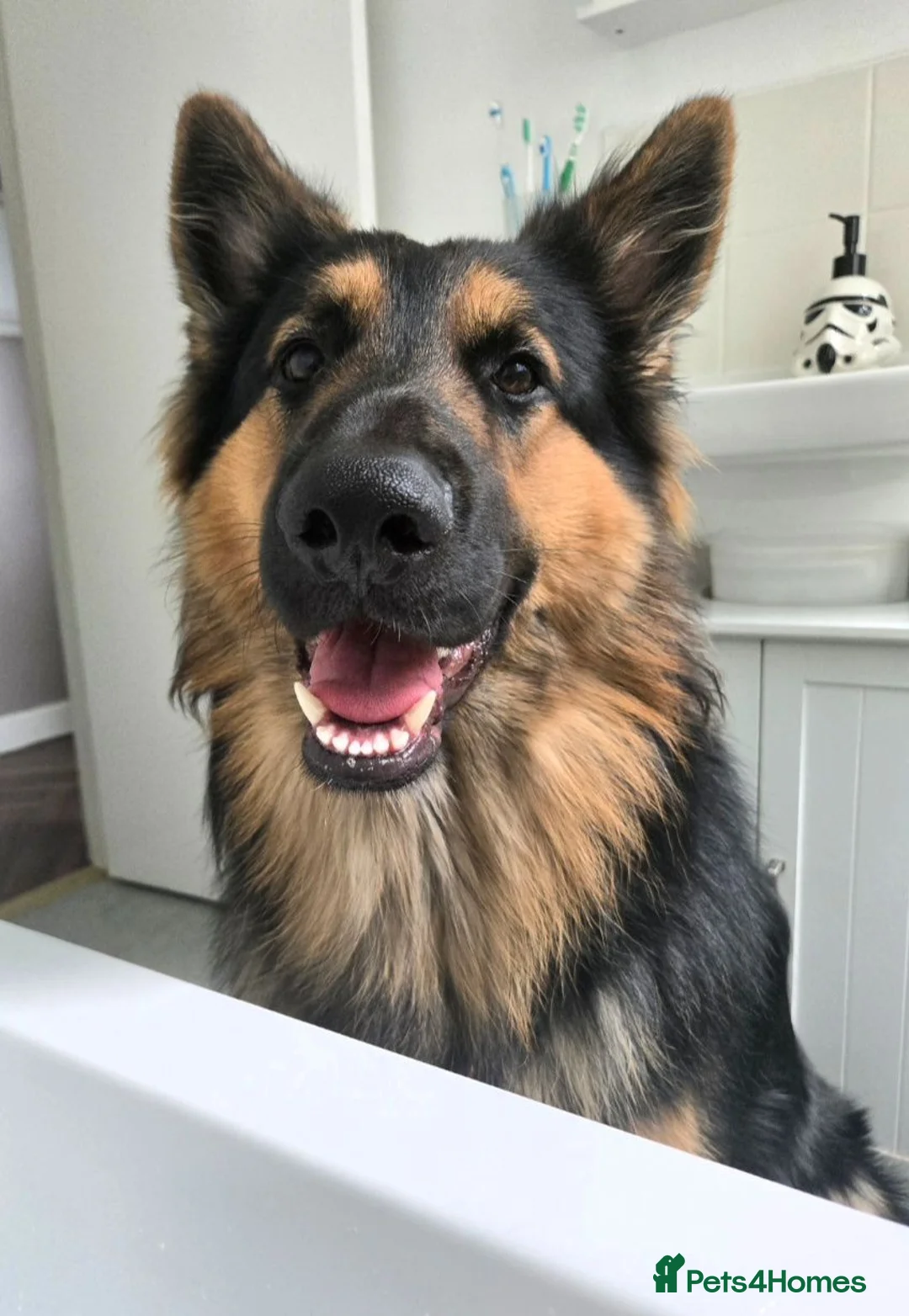 German Shepherd dogs for stud: Axel, German Shepherd🐾 - Advert 1