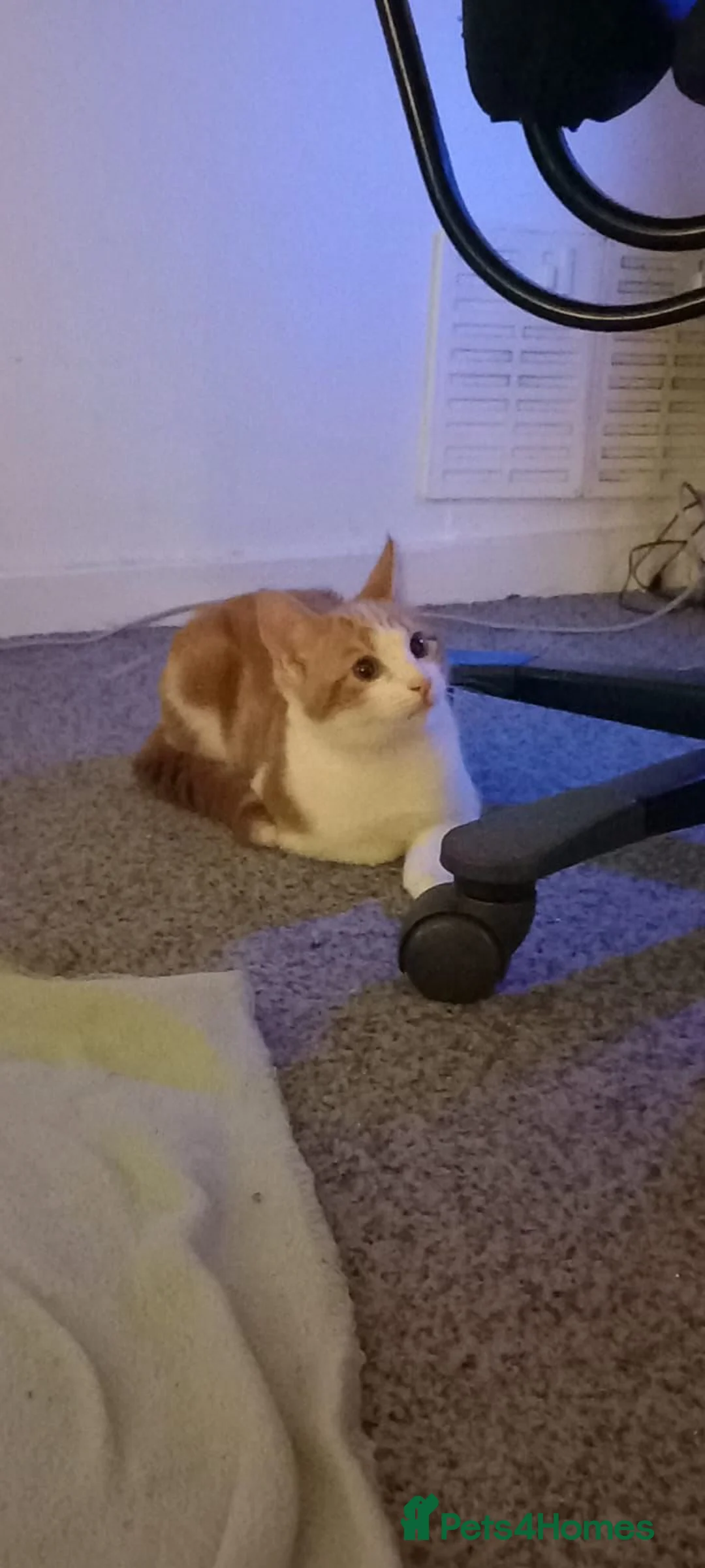 Mixed Breed cats for sale: 6 Month Old Kitten For Sale - Advert 11