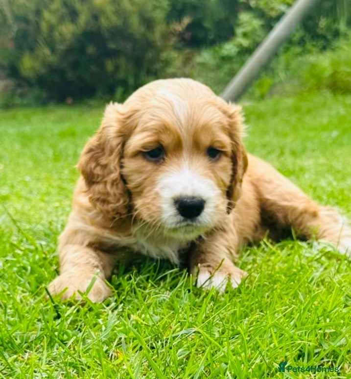 Cocker Spaniel dogs  Cockerspaniel Puppies For Sale - Advert 18