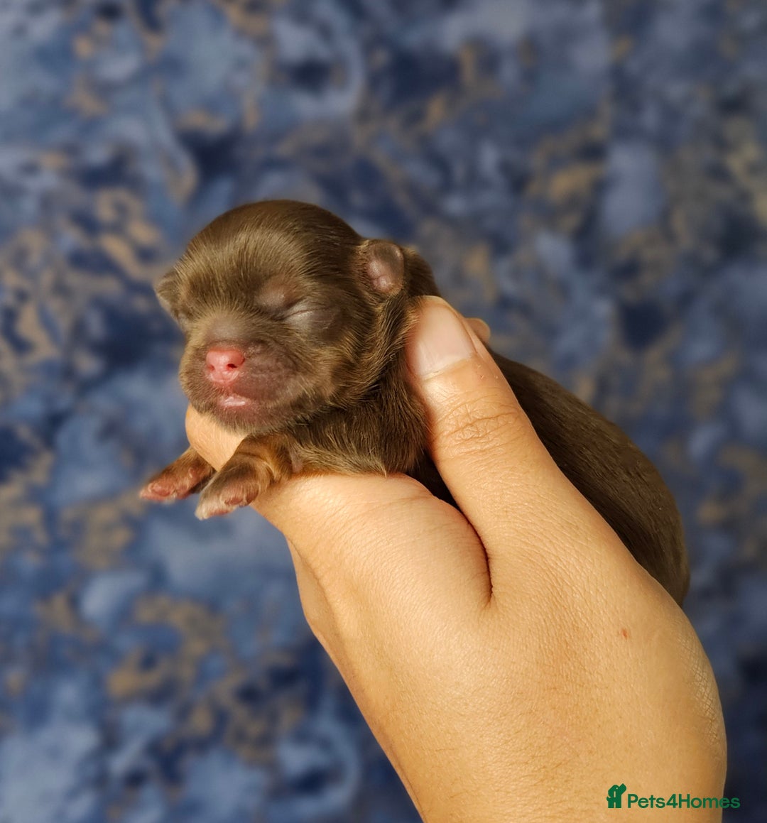 Shih Tzu dogs for sale: Chocolate Imperial Shih Tzu Puppies  - Image 2