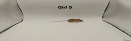 Mouse rodents for sale: 🐁August Mice Are Here!🐁 - Advert 11