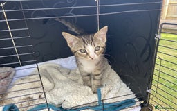 Bengal cats for sale: Three Bengal-Tabby Mix Kittens Ready for New Homes - Image 4