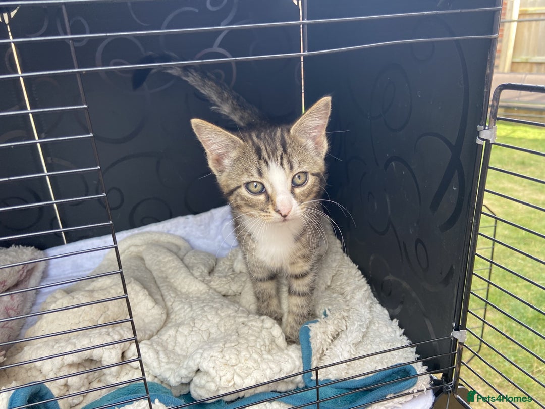 Bengal cats for sale: Three Bengal-Tabby Mix Kittens Ready for New Homes - Image 4