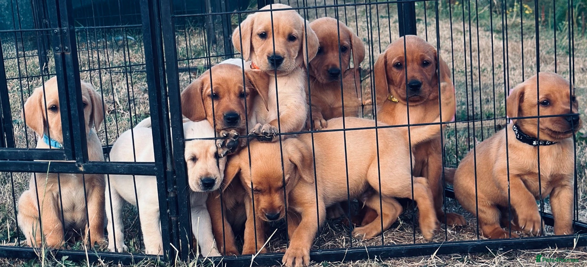 Labrador Retriever dogs RKC REG’D FOX RED, GOLDEN YELLOW CHUNKY LAB PUPS - Advert 2