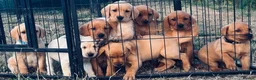 Labrador Retriever dogs for sale: RKC REG’D FOX RED, GOLDEN YELLOW CHUNKY LAB PUPS - Advert 10