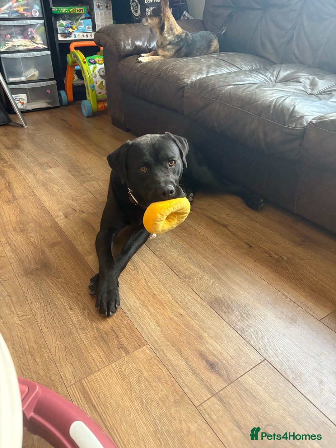 Mixed Breed dogs for sale: Male Labrador X American bulldog  - Advert 4
