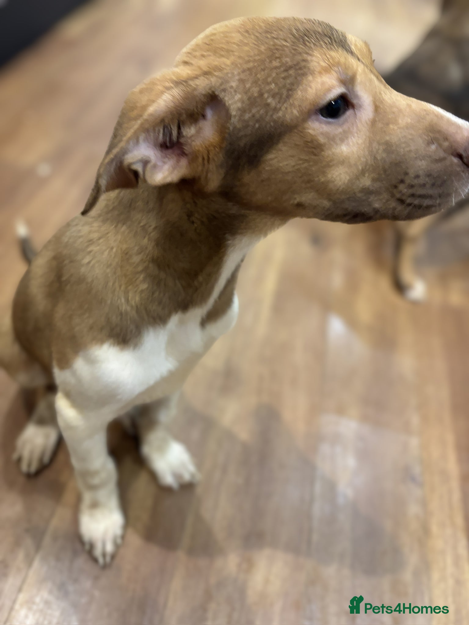 Mixed Breed dogs for sale: Mixed Breed Pups - Advert 10