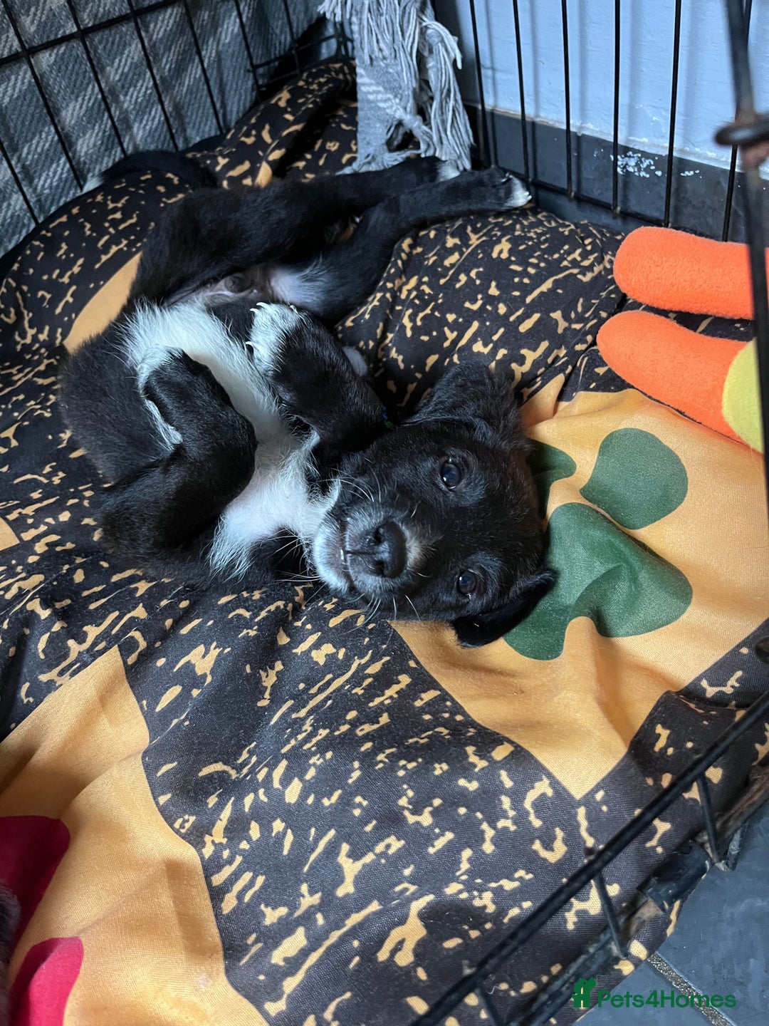 Mixed Breed dogs for sale: Lurcher x lab pups READY NOW!! - Image 20