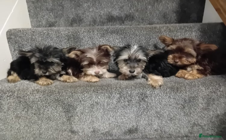 Biewer Terrier dogs - Advert 1