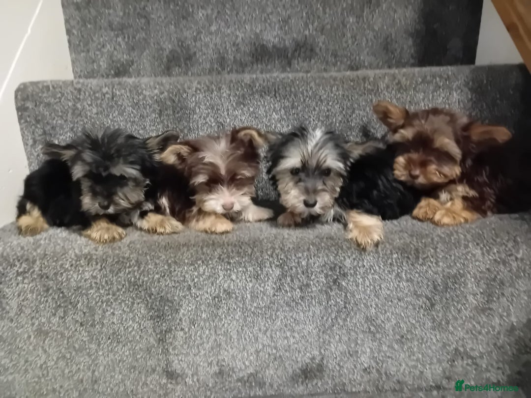 Biewer Terrier dogs for sale: Last 3 Stunning Biewer Terrier puppies - Image 1