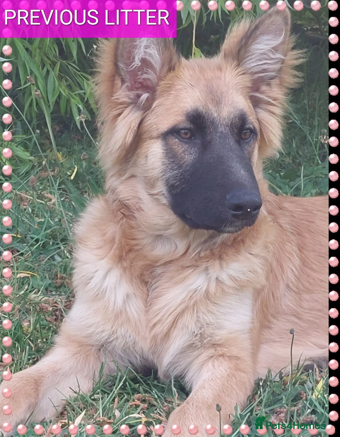 German Shepherd dogs for sale: German shephered puppys 4 boys 2 girls - Advert 17