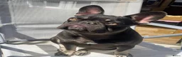 French Bulldog dogs for sale: Chocolate and Tan girl frenchie  in Hyde - Advert 2
