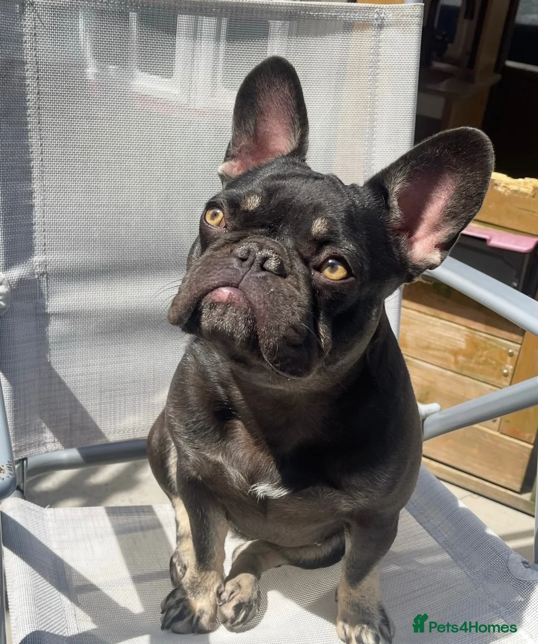French Bulldog dogs for sale: Chocolate and Tan girl frenchie  in Hyde - Advert 2