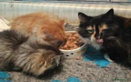 Mixed Breed cats for sale: 3 beautiful kittens available  - Image 11