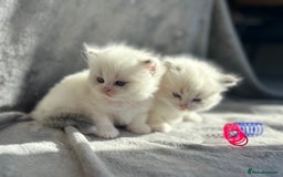 Ragdoll cats for sale: Beautiful Blue Tabby Ragdoll Fur Babies  - Image 16