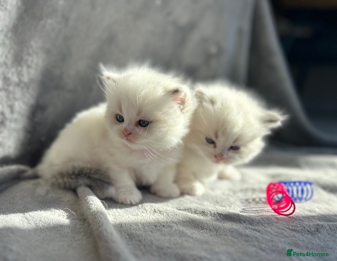 Ragdoll cats for sale: Beautiful Blue Tabby Ragdoll Fur Babies  - Image 16