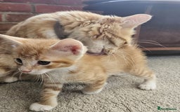 Mixed Breed cats for sale: Lovely kittens for sale  - Image 20