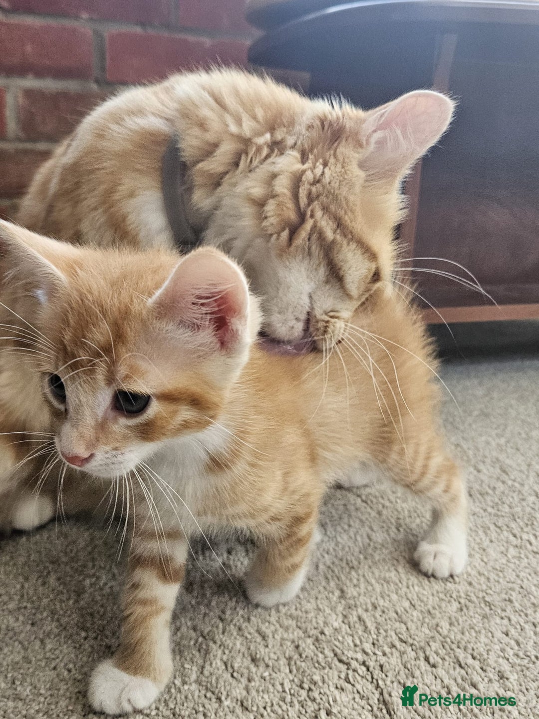 Mixed Breed cats for sale: Lovely kittens for sale  - Image 20
