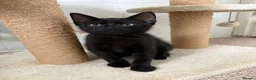 Mixed Breed cats for sale: Kittens looking for new homes - Advert 7