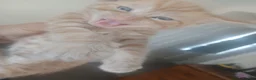 Mixed Breed cats for sale: beautiful kittens  - Advert 11