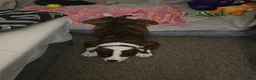 Mixed Breed dogs for sale: Staffy cross male puppy in Bradford - Advert 4