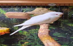 Budgerigars birds for sale: Young budgerigars for sale. - Image 15
