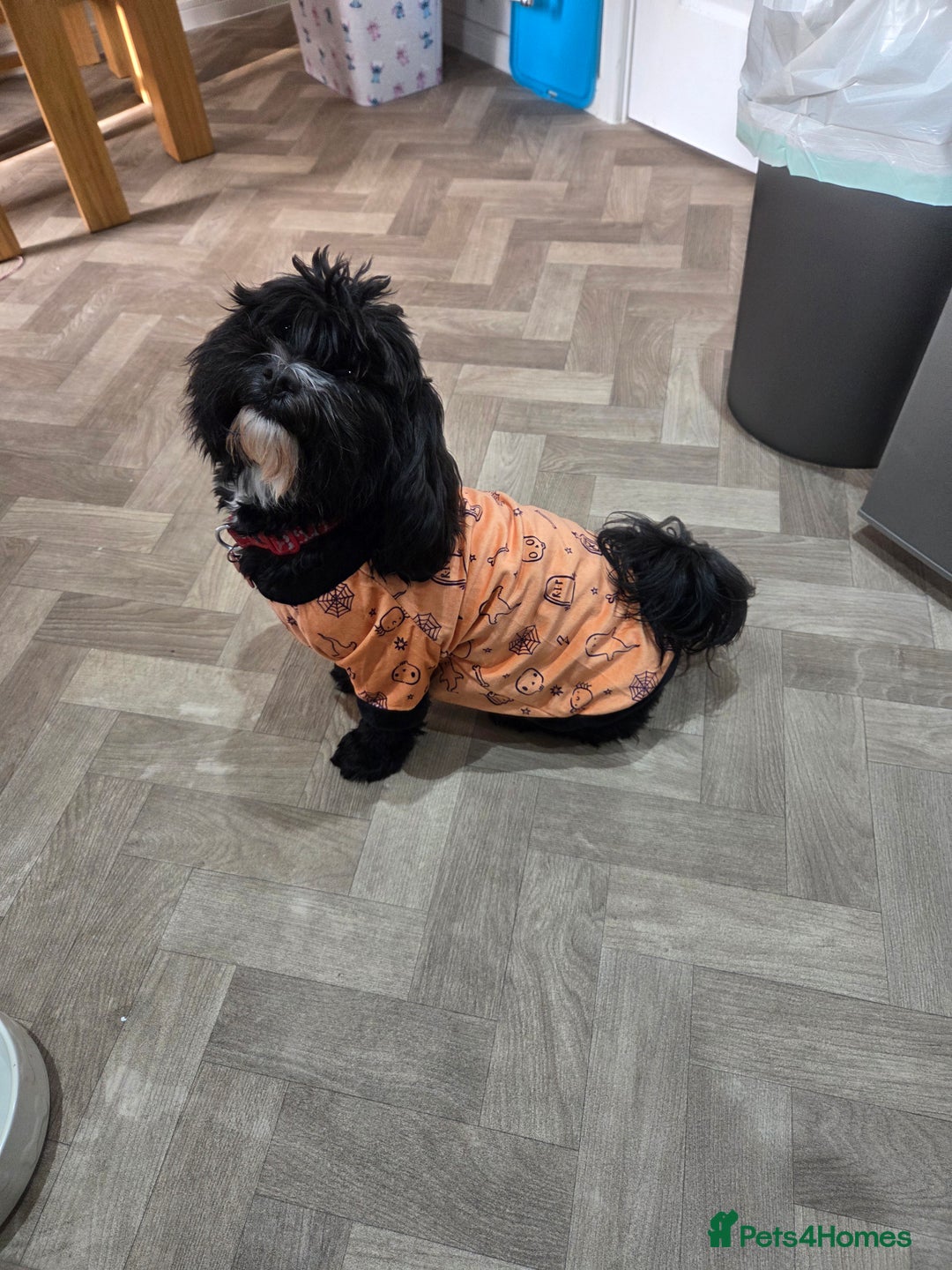 Shihpoo dogs for sale: 1 year old shihpoo for sale - Advert 1