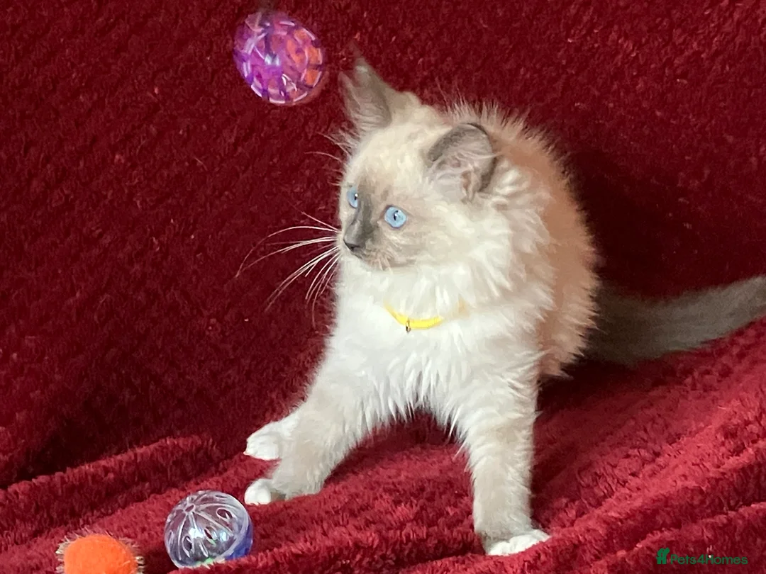 Ragdoll cats for sale: ChampionBloodline 5GENpedigree BSH GCCFreg.parents - Advert 8