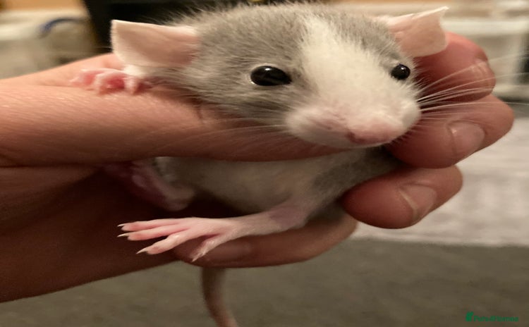 Rat rodents - Advert 2