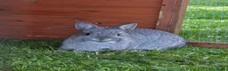 Netherland Dwarf rabbits for sale: Purebred Netherland Dwarf - Advert 2