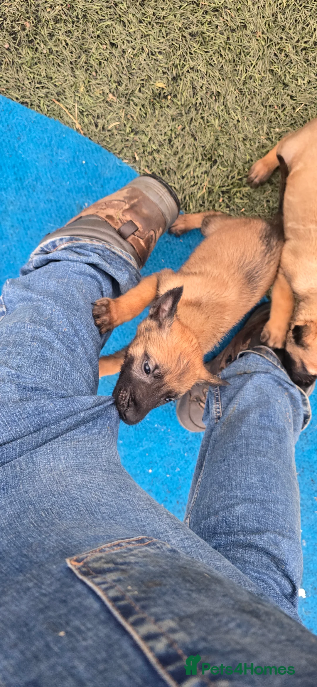 Belgian Shepherd Dog dogs for sale: Pups from world V. Champion CHANCE  - Advert 16