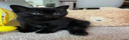 Mixed Breed cats for sale: Gorgeous black kittens ready next week - Advert 8