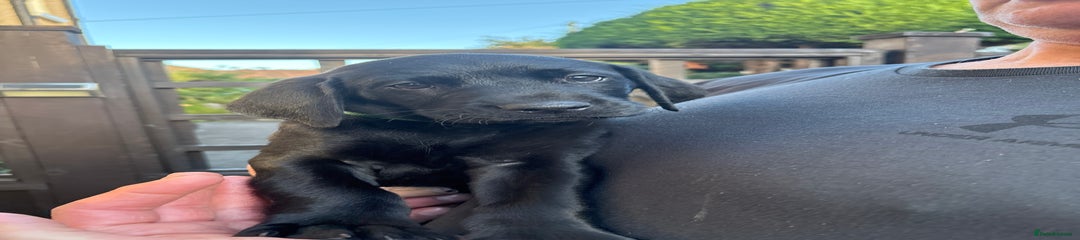 Mr Dark Green - Puppy 1