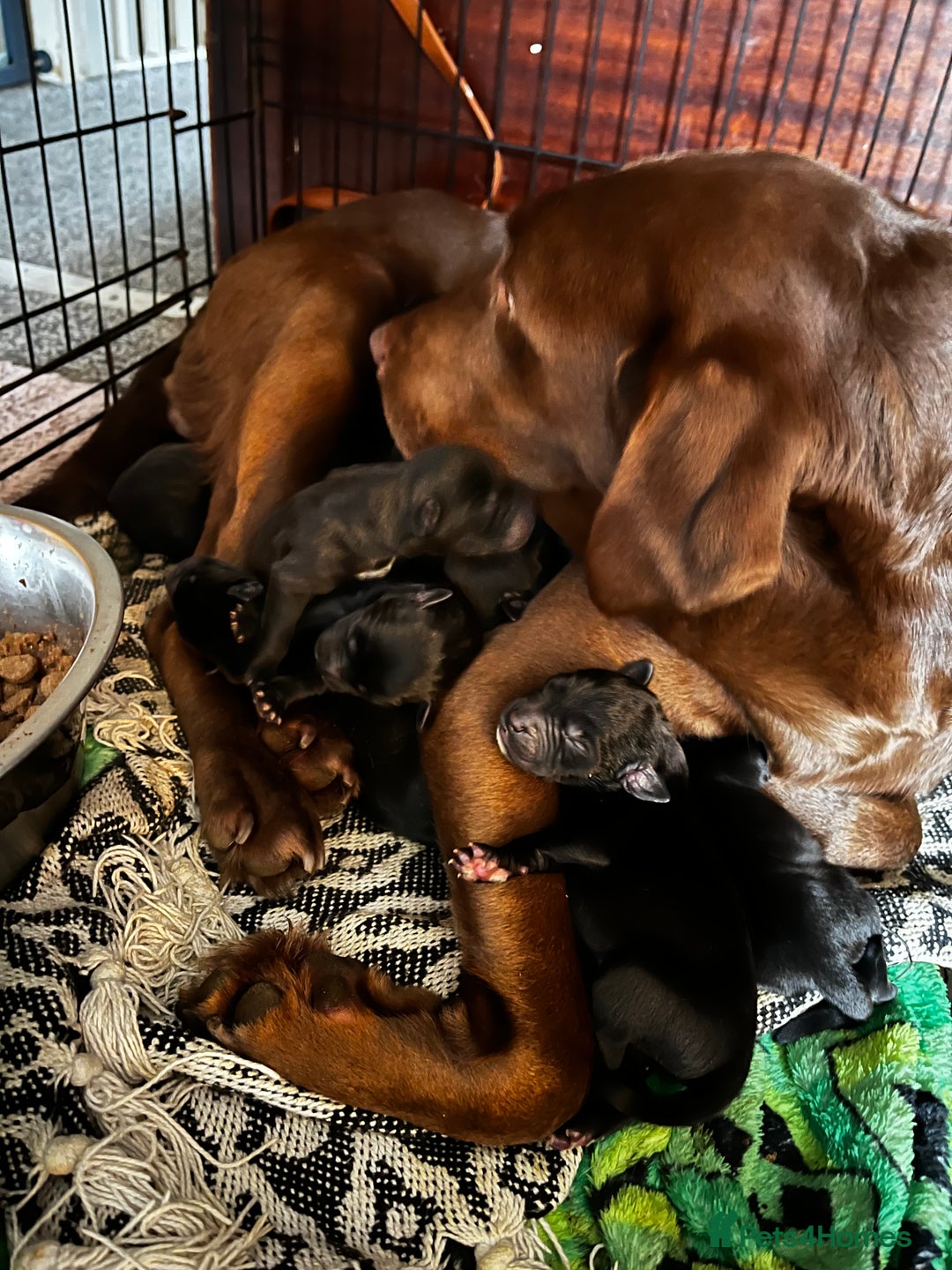 Mixed Breed dogs for sale: Bullador mixed puppies - Advert 9