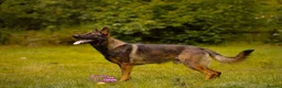 German Shepherd dogs for sale: Kc reg working line German shepherd pups in Barnsley - Advert 27