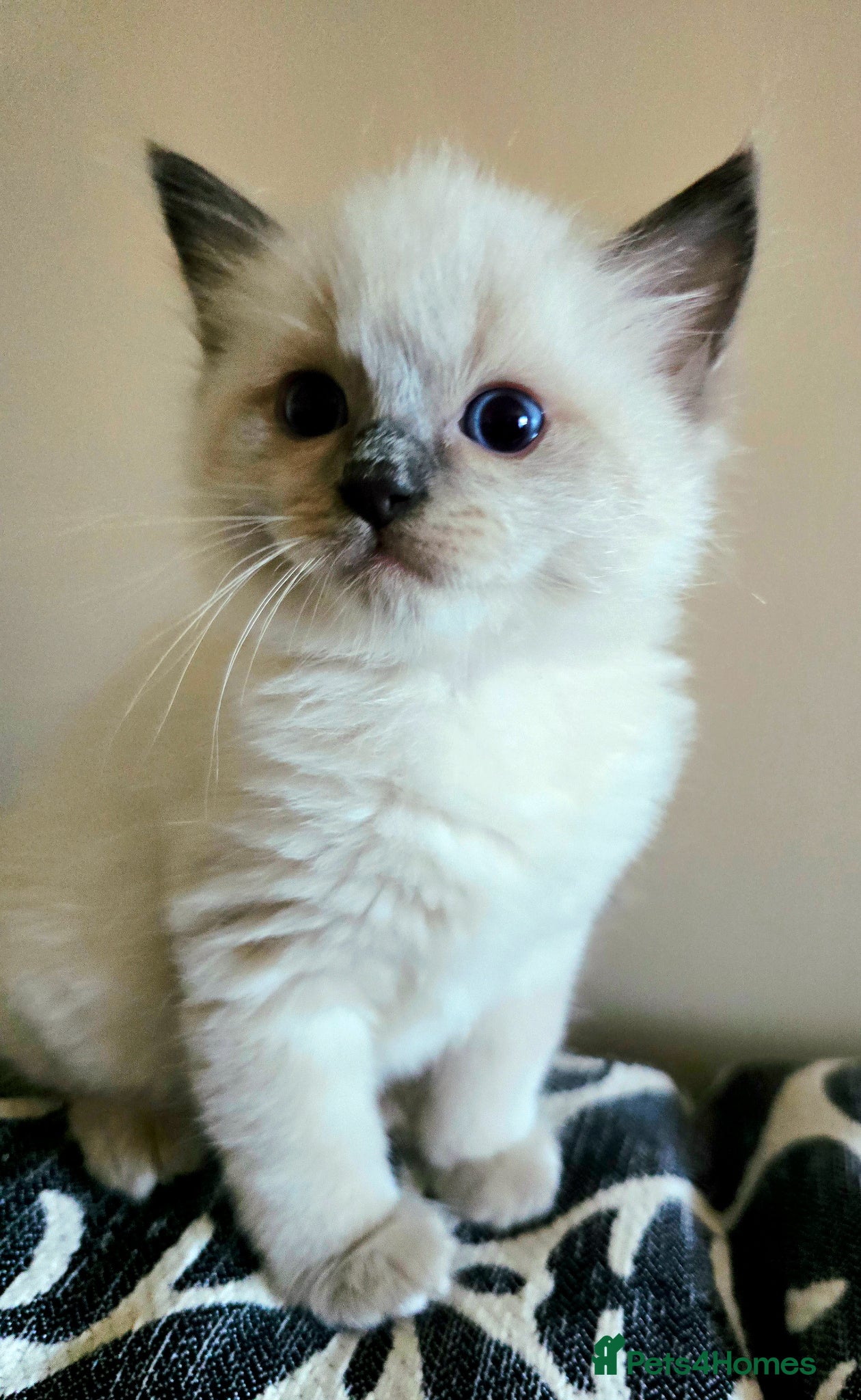 Ragdoll cats Radgolls kittens  - Advert 1