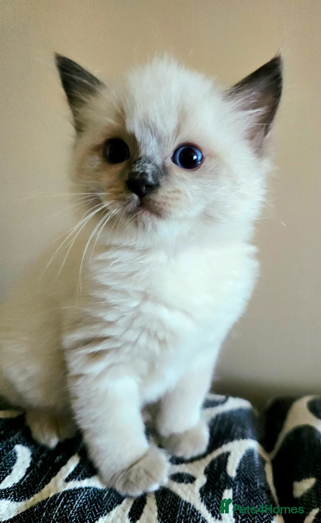 Ragdoll cats for sale: Radgolls kittens  - Advert 1