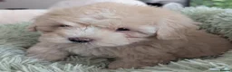 Maltipoo dogs for sale: F1 Maltipoo Puppies For Sale  - Advert 6