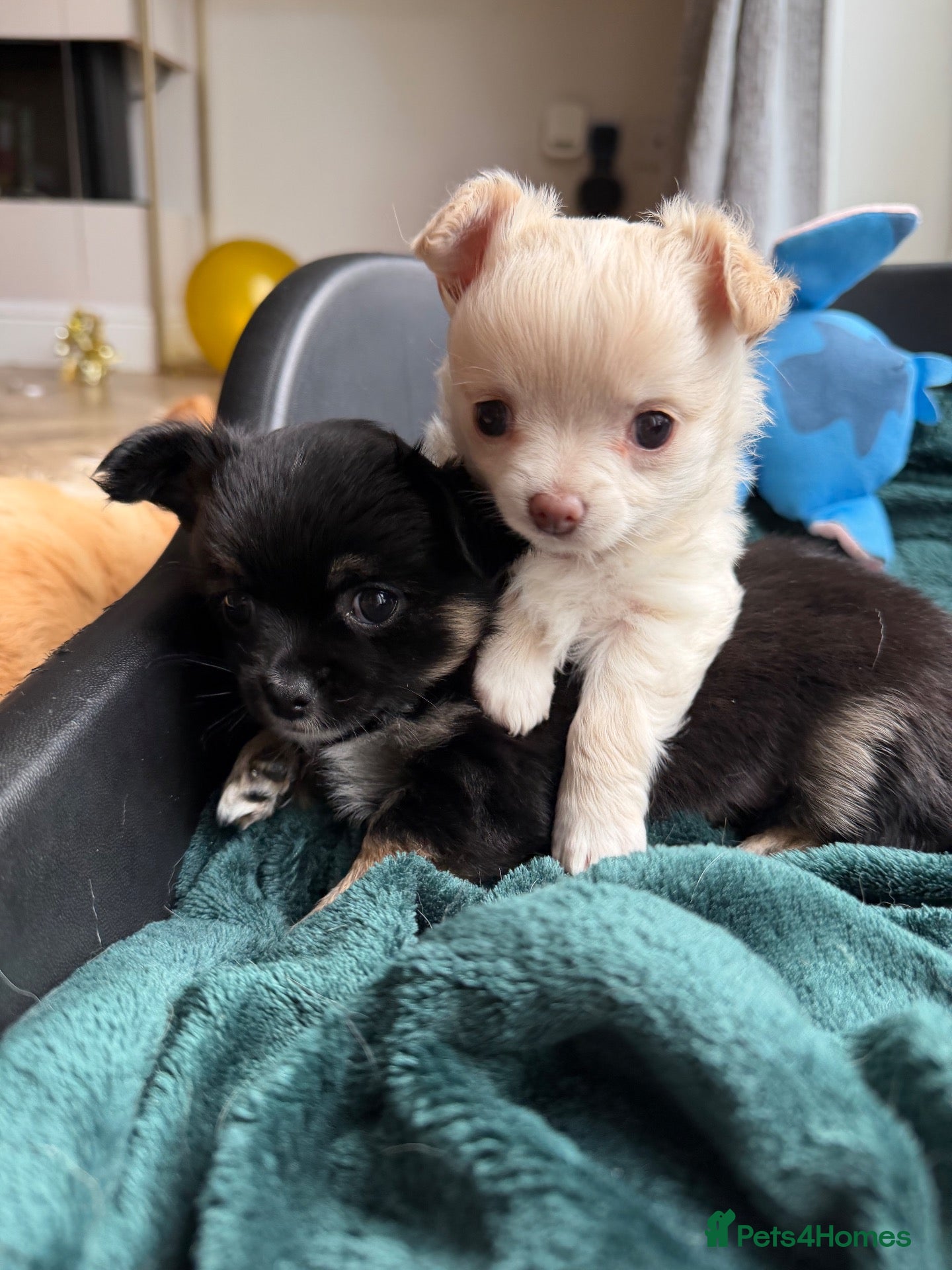 Chihuahua dogs Gorgeous litter of long hair chihuahuas  - Advert 1