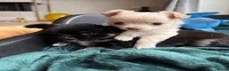 Chihuahua dogs for sale: Gorgeous litter of long hair chihuahuas  - Advert 1