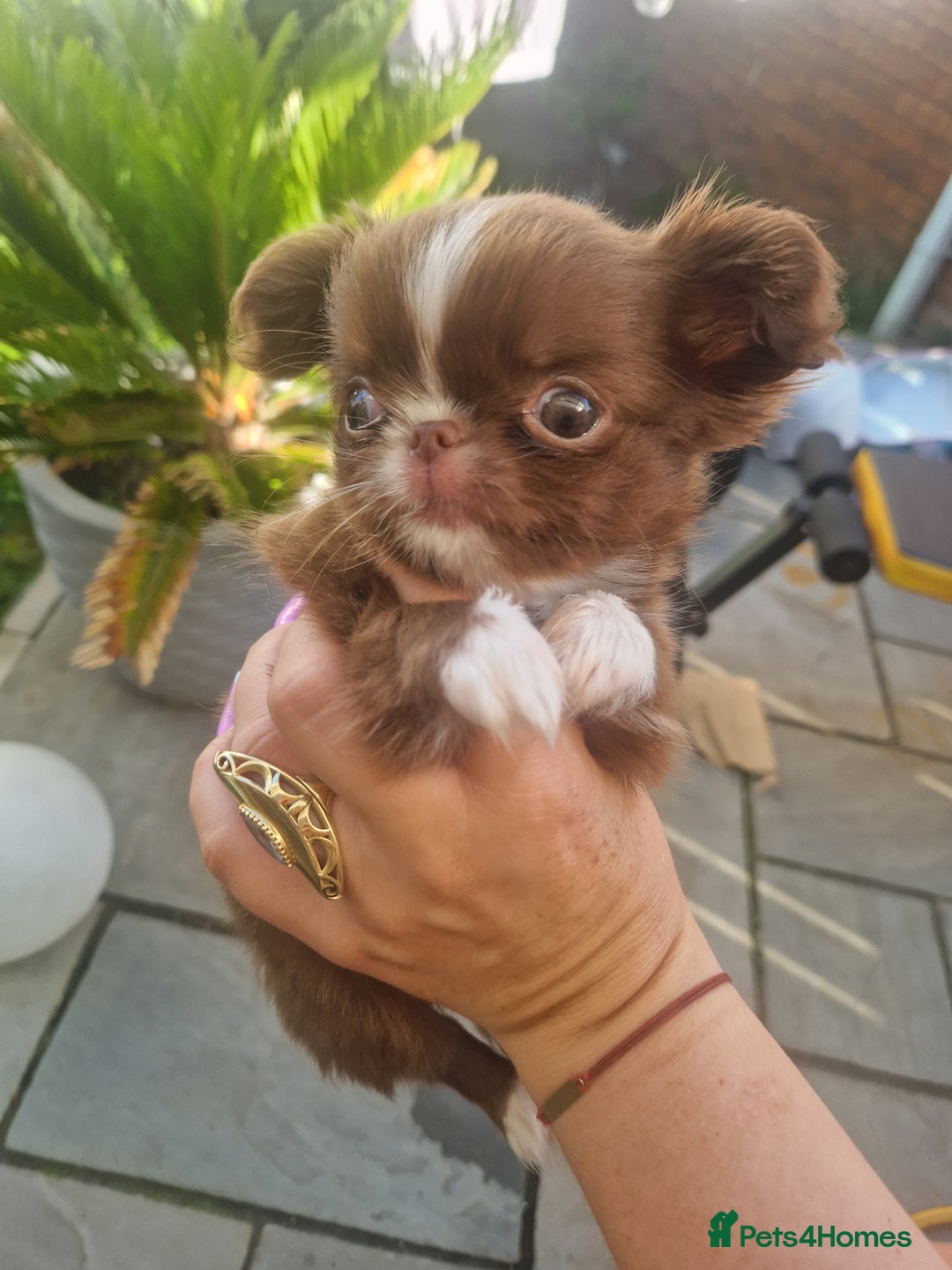 Chihuahua dogs for sale: Kc registered long coat Quality chihuahua - Image 5