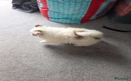 Pomeranian dogs for sale: Pomeranian puppies  - Image 10
