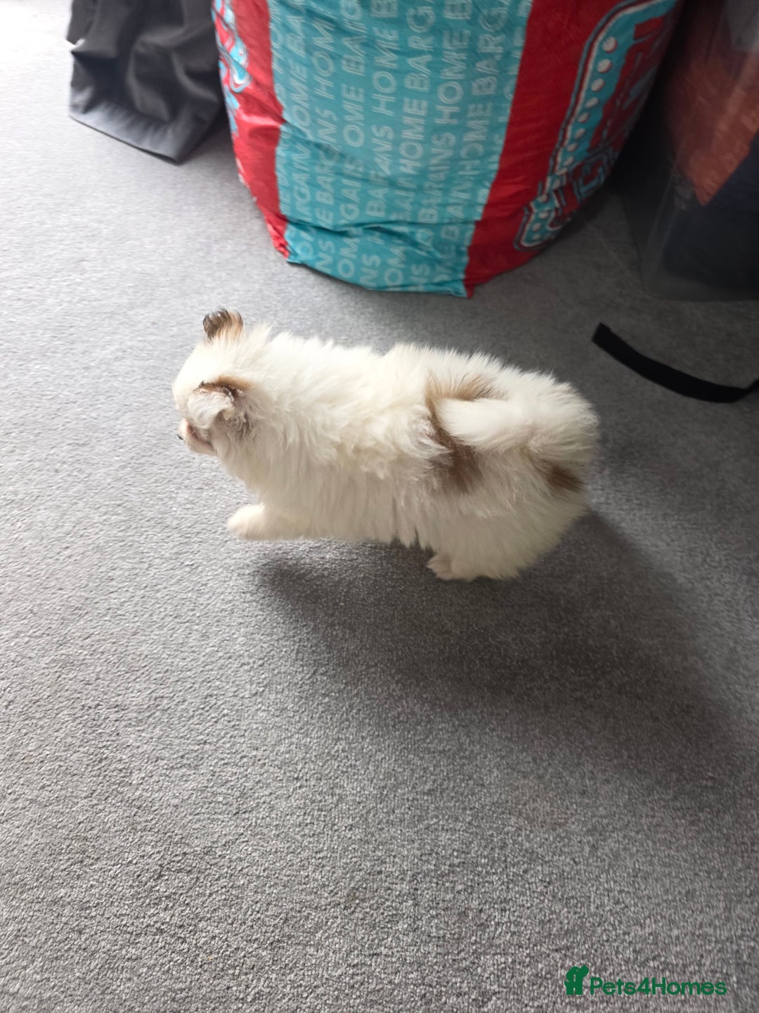 Pomeranian dogs for sale: Pomeranian puppies  - Image 10