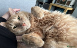 Mixed Breed cats for adoption: [Indoors Only] Jones - A lovely charming boy - Image 1